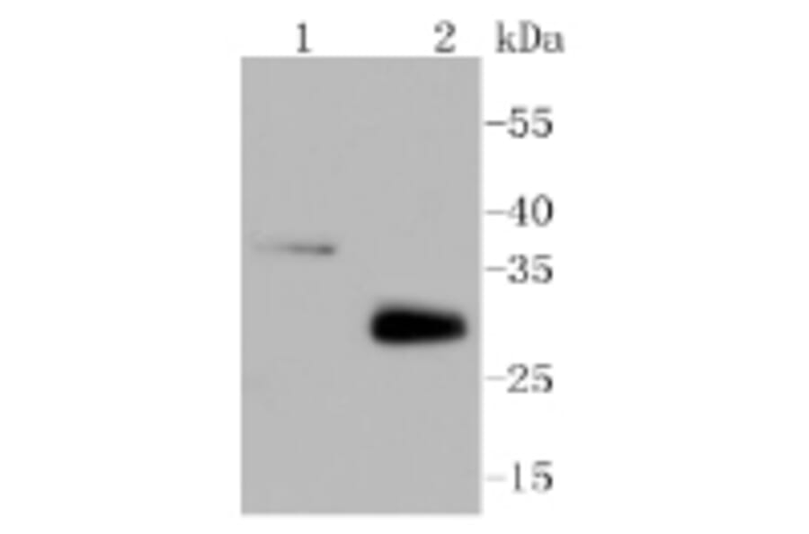 Anti-MCL1 Antibody from Bioworld Technology (BS9891M) - Antibodies.com