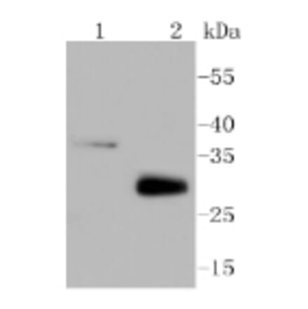 Anti-MCL1 Antibody from Bioworld Technology (BS9891M) - Antibodies.com