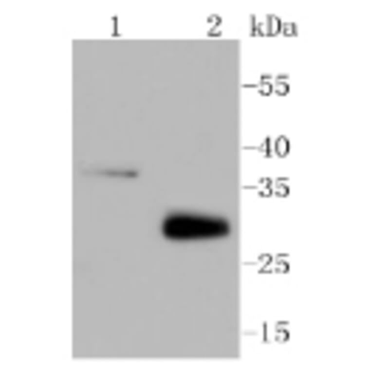 Anti-MCL1 Antibody from Bioworld Technology (BS9891M) - Antibodies.com