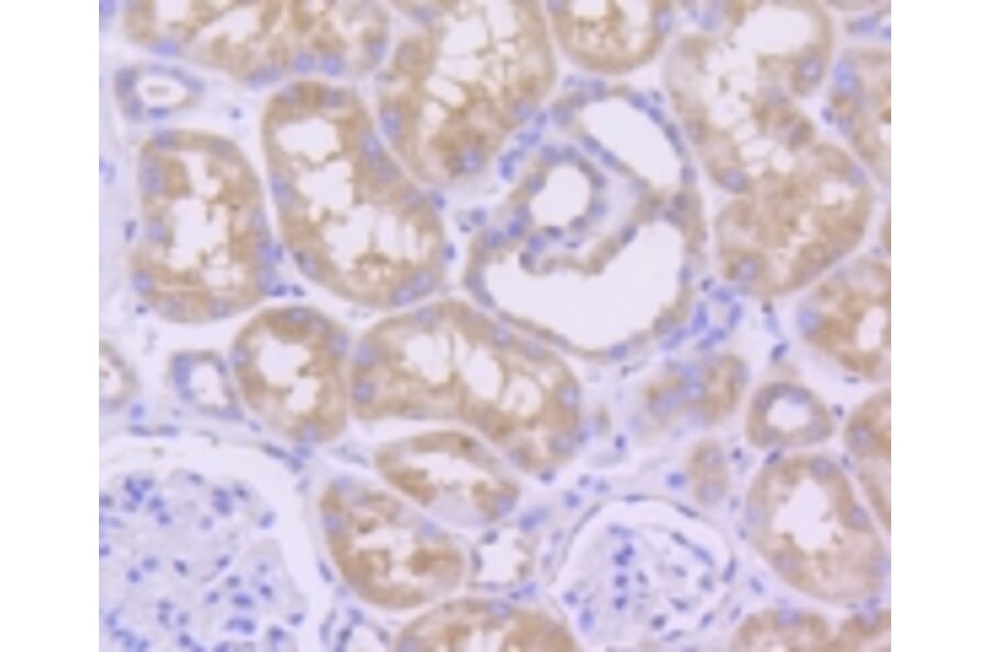 Anti-MCL1 Antibody from Bioworld Technology (BS9891M) - Antibodies.com