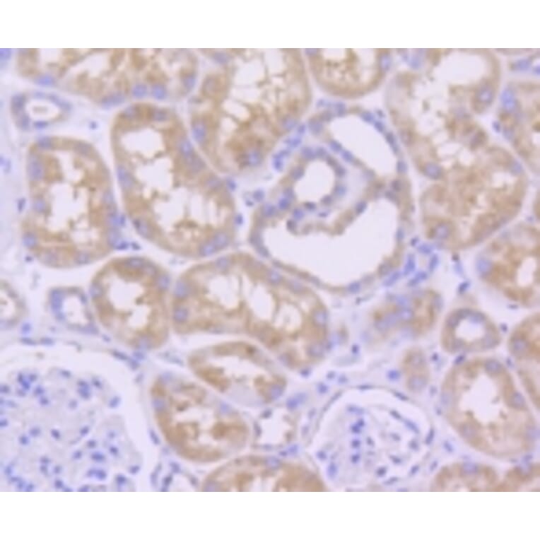 Anti-MCL1 Antibody from Bioworld Technology (BS9891M) - Antibodies.com