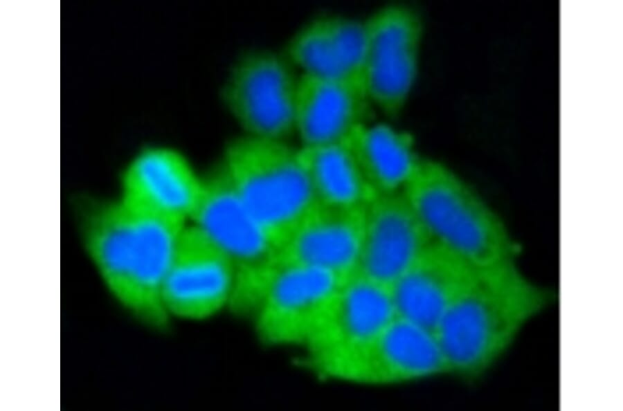 Anti-MCL1 Antibody from Bioworld Technology (BS9891M) - Antibodies.com