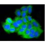 Anti-MCL1 Antibody from Bioworld Technology (BS9891M) - Antibodies.com