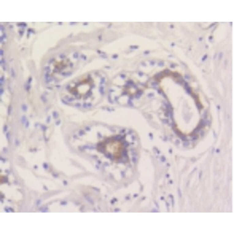 Anti-MCL1 Antibody from Bioworld Technology (BS9891M) - Antibodies.com