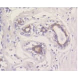 Anti-MCL1 Antibody from Bioworld Technology (BS9891M) - Antibodies.com