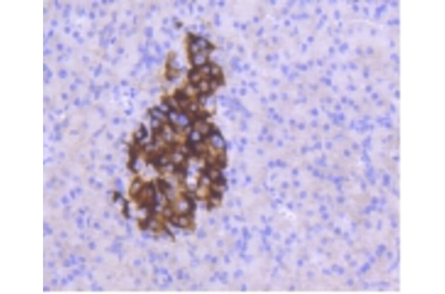 Anti-MCL1 Antibody from Bioworld Technology (BS9891M) - Antibodies.com