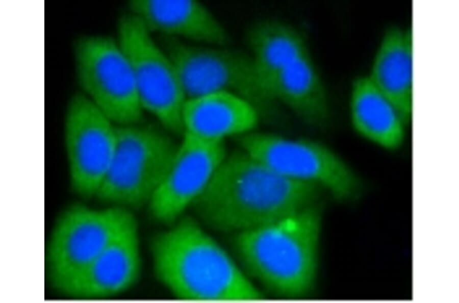 Anti-MCL1 Antibody from Bioworld Technology (BS9891M) - Antibodies.com