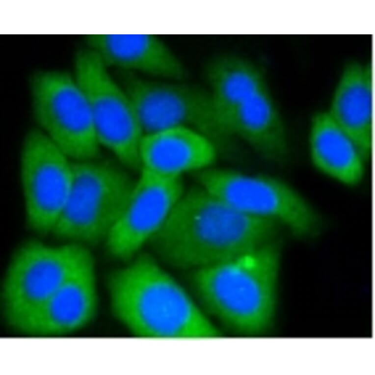 Anti-MCL1 Antibody from Bioworld Technology (BS9891M) - Antibodies.com