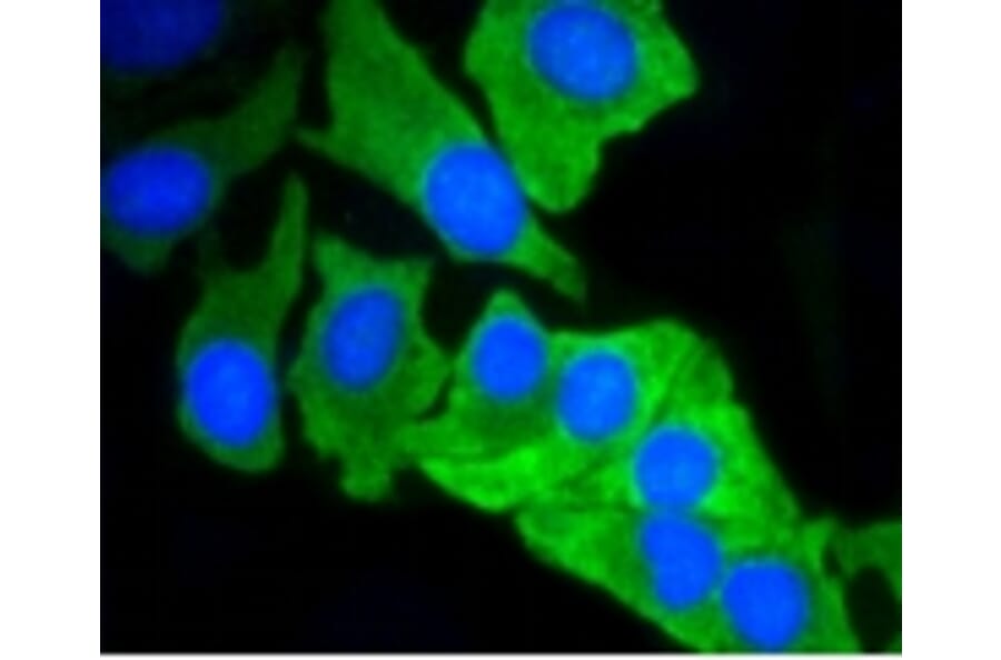 Anti-MCL1 Antibody from Bioworld Technology (BS9891M) - Antibodies.com