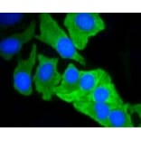 Anti-MCL1 Antibody from Bioworld Technology (BS9891M) - Antibodies.com