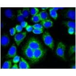 Anti-CNN1 Antibody from Bioworld Technology (BS9892M) - Antibodies.com