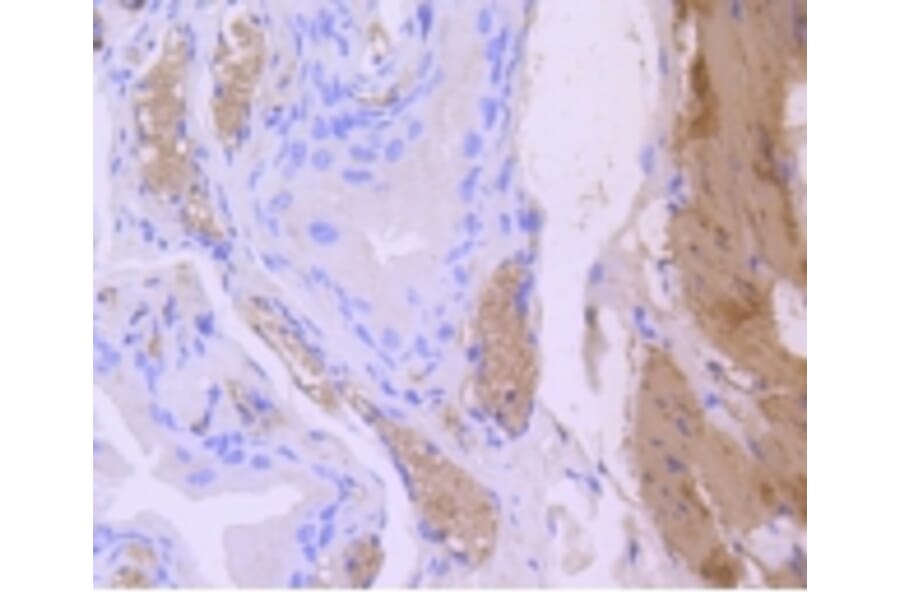 Anti-CNN1 Antibody from Bioworld Technology (BS9892M) - Antibodies.com