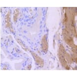 Anti-CNN1 Antibody from Bioworld Technology (BS9892M) - Antibodies.com