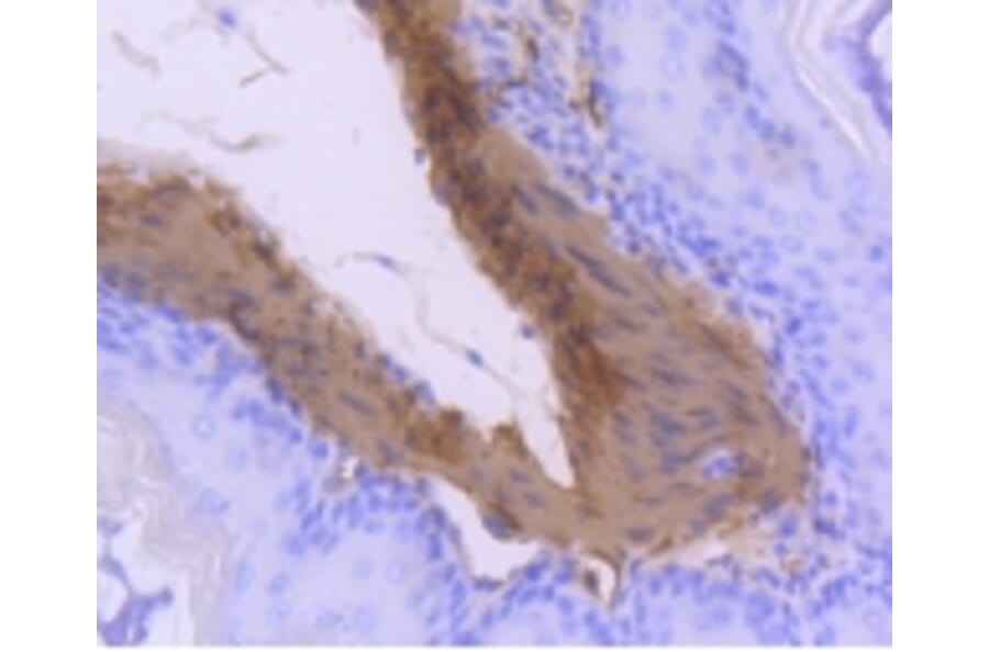 Anti-CNN1 Antibody from Bioworld Technology (BS9892M) - Antibodies.com