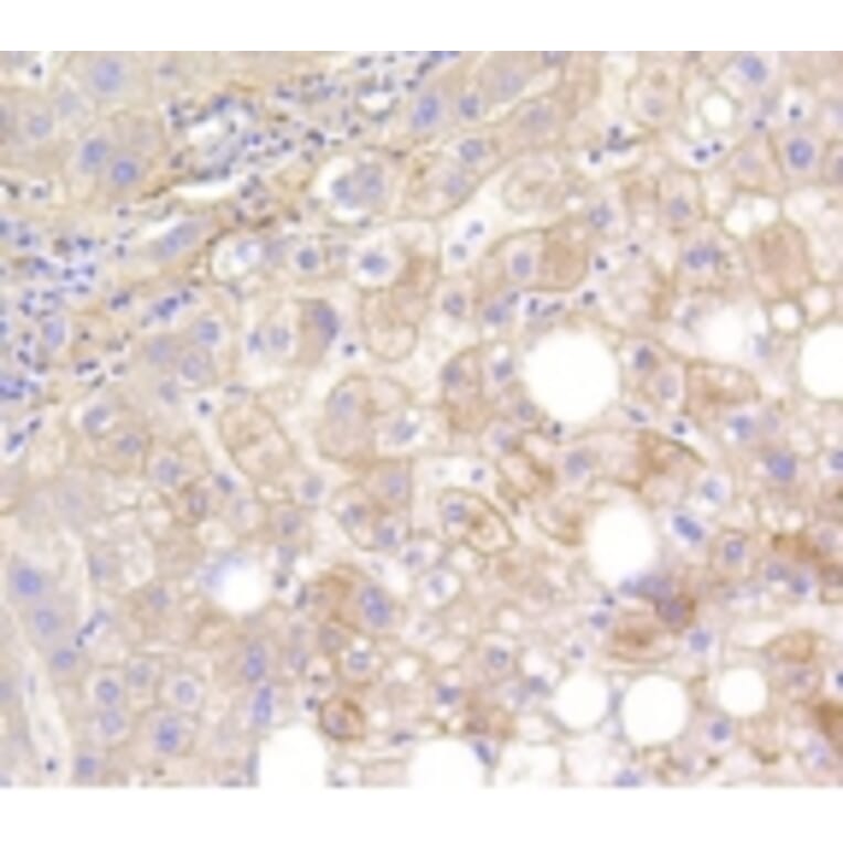 Anti-CNN1 Antibody from Bioworld Technology (BS9892M) - Antibodies.com