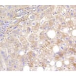 Anti-CNN1 Antibody from Bioworld Technology (BS9892M) - Antibodies.com