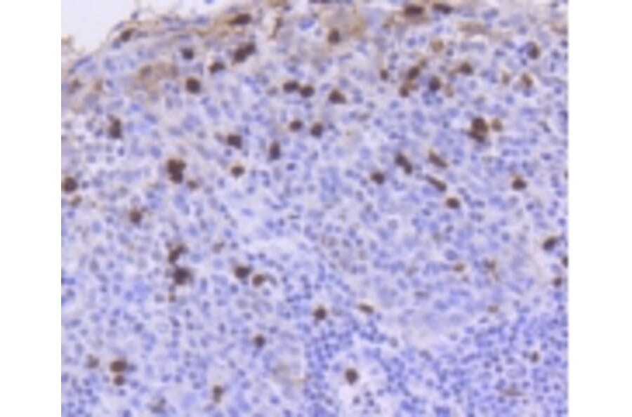 Anti-ATM Antibody from Bioworld Technology (BS9893M) - Antibodies.com