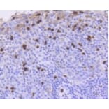 Anti-ATM Antibody from Bioworld Technology (BS9893M) - Antibodies.com
