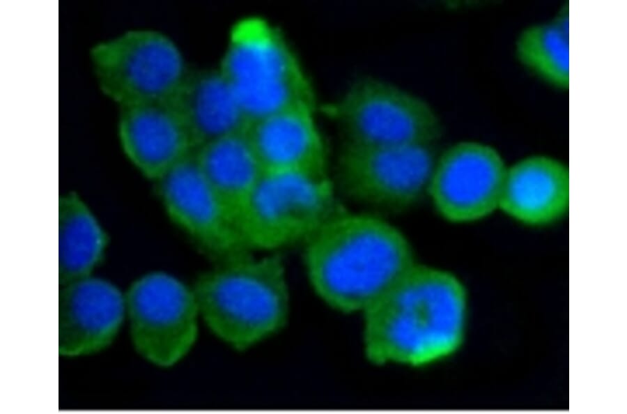 Anti-ATM Antibody from Bioworld Technology (BS9893M) - Antibodies.com