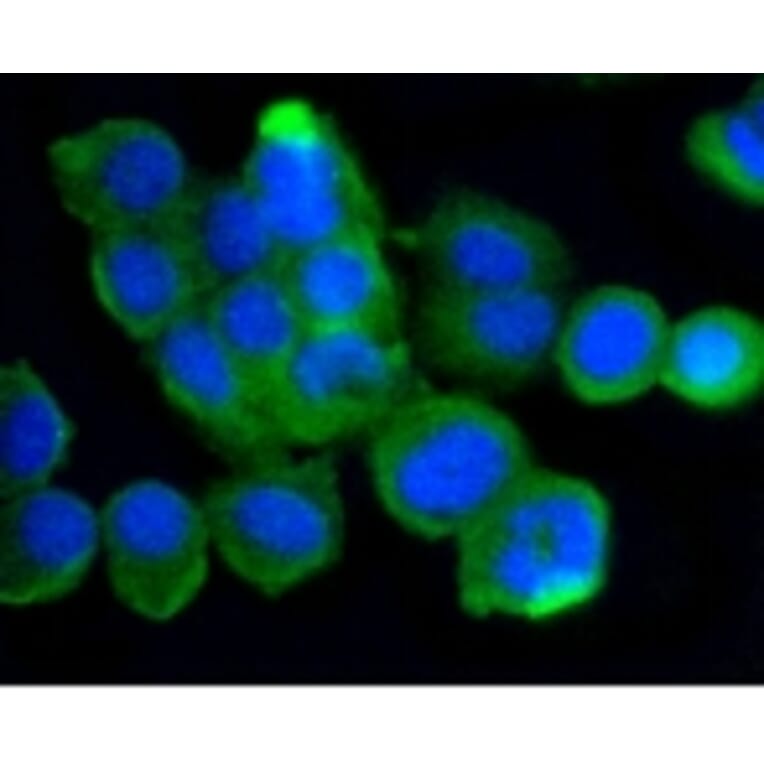 Anti-ATM Antibody from Bioworld Technology (BS9893M) - Antibodies.com