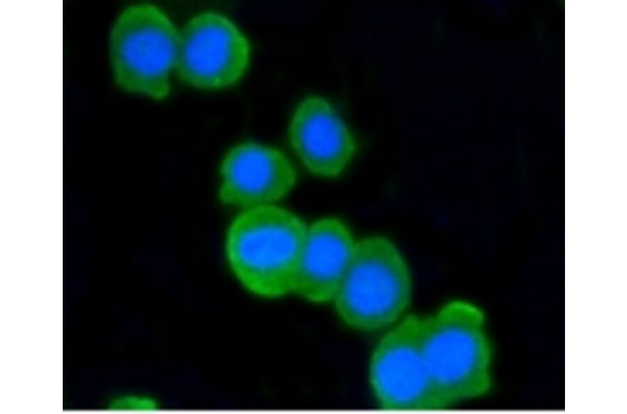 Anti-ATM Antibody from Bioworld Technology (BS9893M) - Antibodies.com