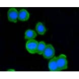 Anti-ATM Antibody from Bioworld Technology (BS9893M) - Antibodies.com