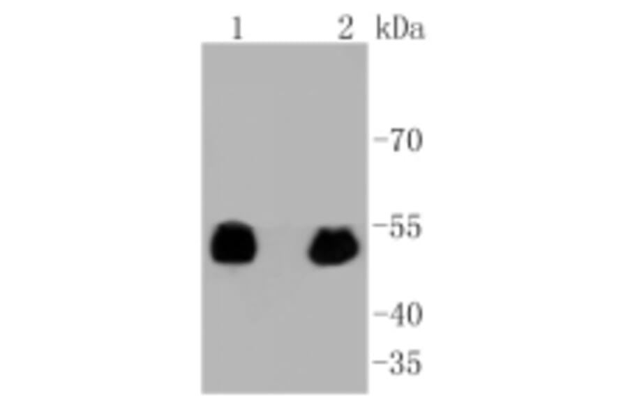 Anti-p53 (phospho-S392) Antibody from Bioworld Technology (BS9894M) - Antibodies.com