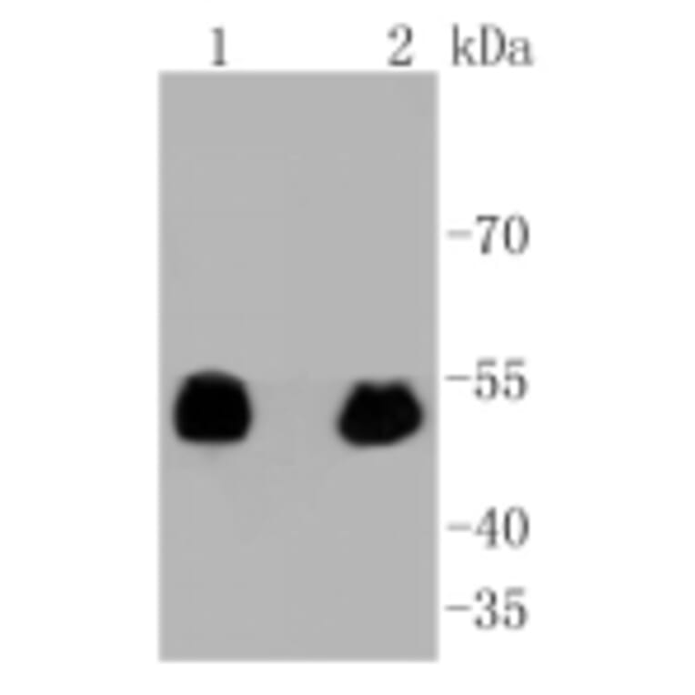 Anti-p53 (phospho-S392) Antibody from Bioworld Technology (BS9894M) - Antibodies.com