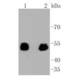 Anti-p53 (phospho-S392) Antibody from Bioworld Technology (BS9894M) - Antibodies.com