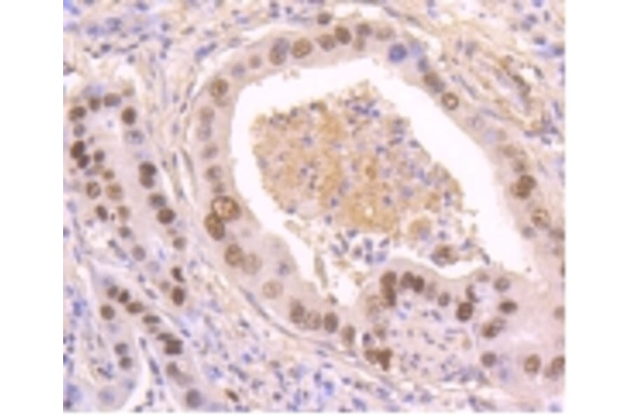 Anti-p53 (phospho-S392) Antibody from Bioworld Technology (BS9894M) - Antibodies.com