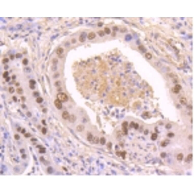 Anti-p53 (phospho-S392) Antibody from Bioworld Technology (BS9894M) - Antibodies.com