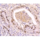 Anti-p53 (phospho-S392) Antibody from Bioworld Technology (BS9894M) - Antibodies.com