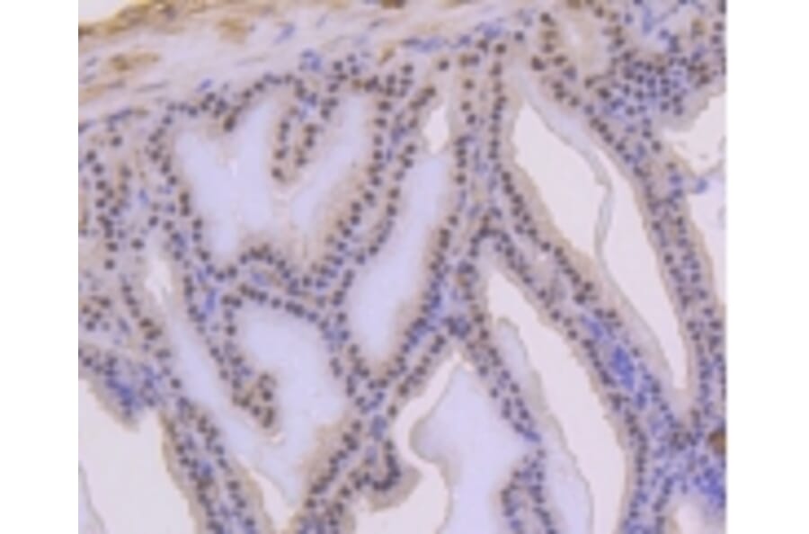 Anti-p53 (phospho-S392) Antibody from Bioworld Technology (BS9894M) - Antibodies.com