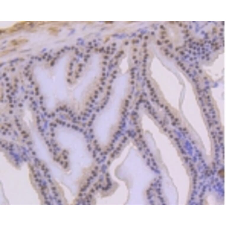 Anti-p53 (phospho-S392) Antibody from Bioworld Technology (BS9894M) - Antibodies.com