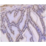 Anti-p53 (phospho-S392) Antibody from Bioworld Technology (BS9894M) - Antibodies.com