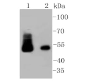 Anti-Desmin Antibody from Bioworld Technology (BS9895M) - Antibodies.com