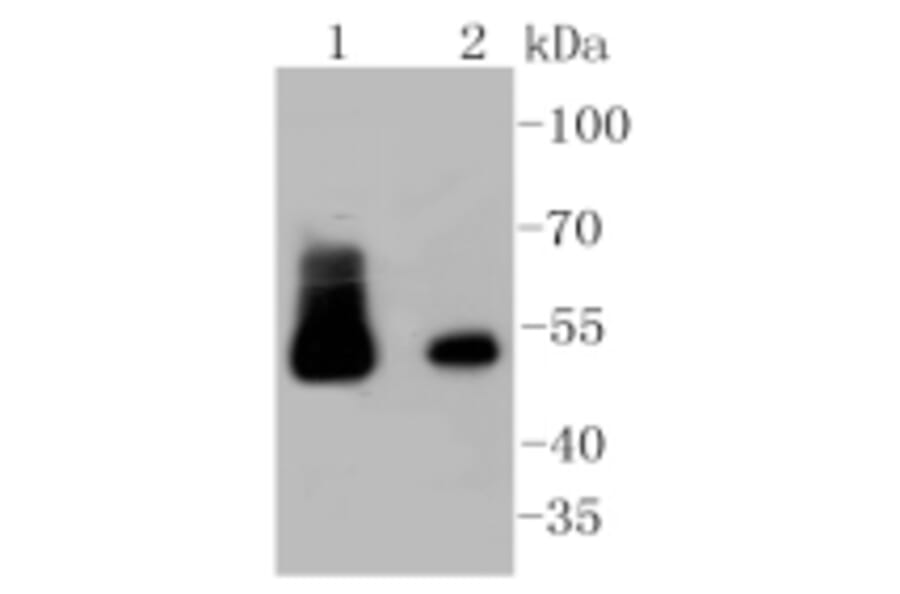 Anti-Desmin Antibody from Bioworld Technology (BS9895M) - Antibodies.com