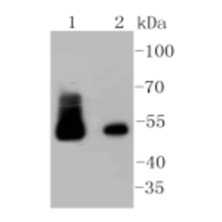 Anti-Desmin Antibody from Bioworld Technology (BS9895M) - Antibodies.com