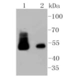 Anti-Desmin Antibody from Bioworld Technology (BS9895M) - Antibodies.com