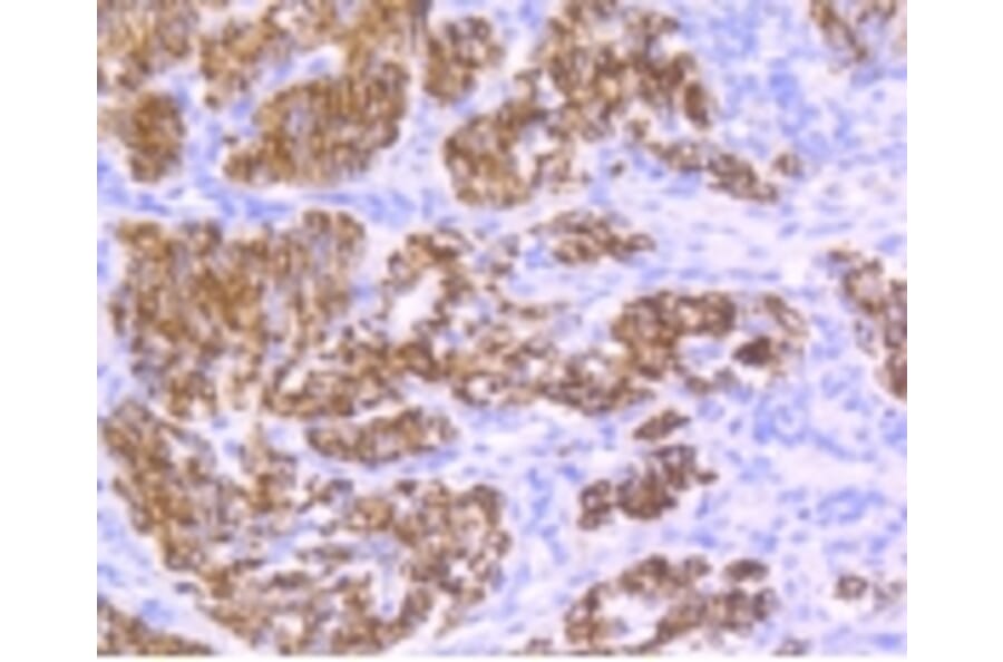 Anti-Desmin Antibody from Bioworld Technology (BS9895M) - Antibodies.com
