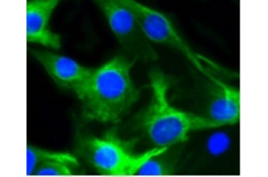 Anti-Desmin Antibody from Bioworld Technology (BS9895M) - Antibodies.com