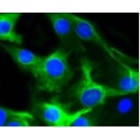 Anti-Desmin Antibody from Bioworld Technology (BS9895M) - Antibodies.com