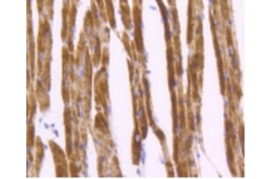 Anti-Desmin Antibody from Bioworld Technology (BS9895M) - Antibodies.com