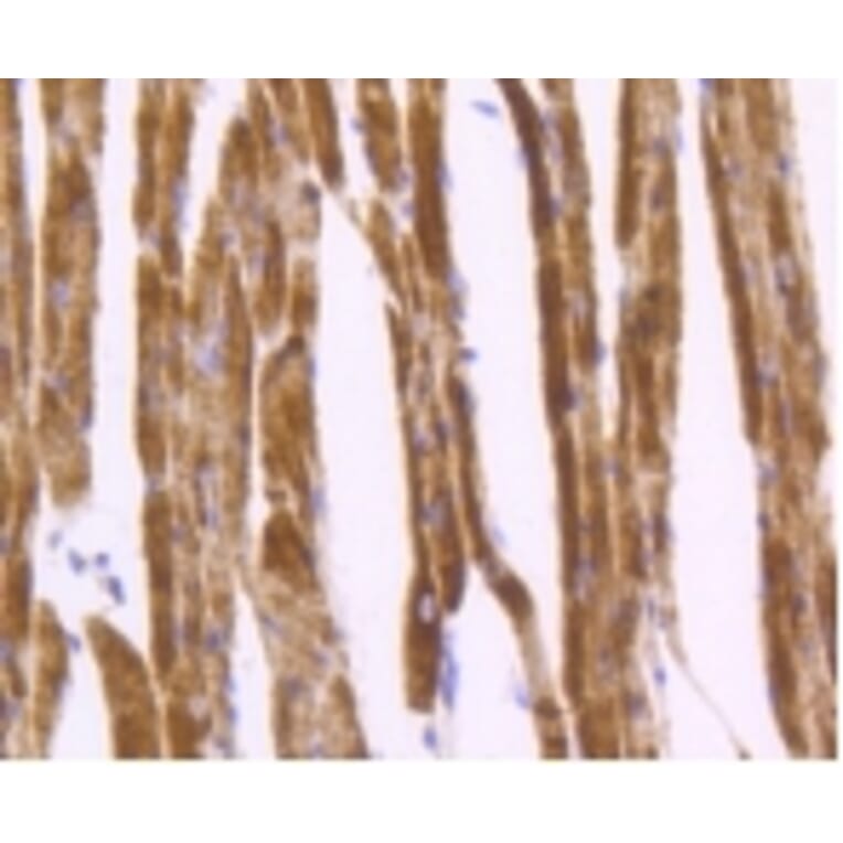 Anti-Desmin Antibody from Bioworld Technology (BS9895M) - Antibodies.com