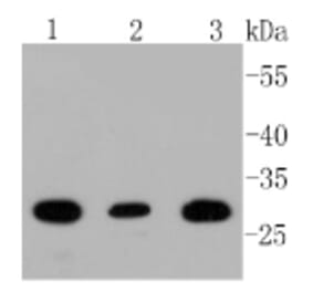 Anti-BDNF Antibody from Bioworld Technology (BS9896M) - Antibodies.com