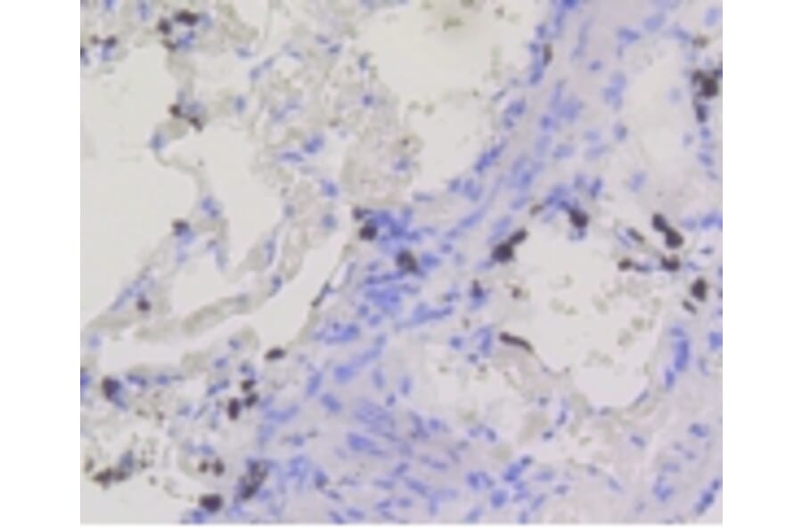 Anti-BDNF Antibody from Bioworld Technology (BS9896M) - Antibodies.com