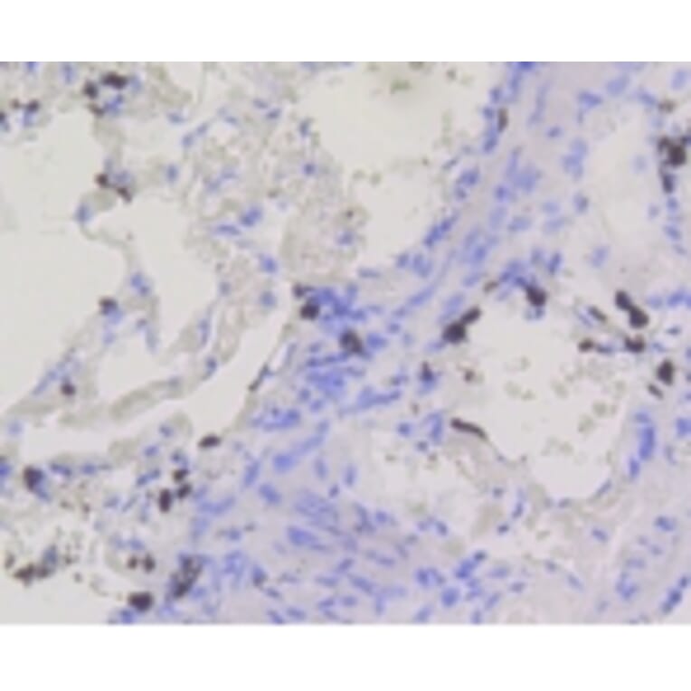 Anti-BDNF Antibody from Bioworld Technology (BS9896M) - Antibodies.com