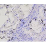 Anti-BDNF Antibody from Bioworld Technology (BS9896M) - Antibodies.com