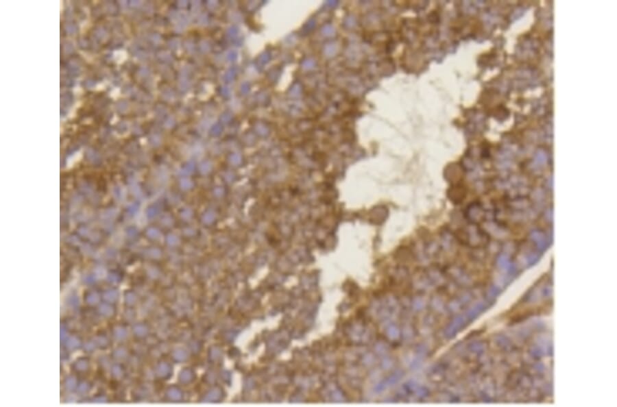 Anti-BDNF Antibody from Bioworld Technology (BS9896M) - Antibodies.com