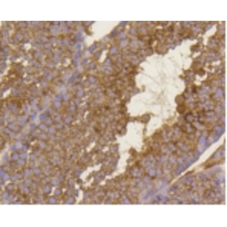 Anti-BDNF Antibody from Bioworld Technology (BS9896M) - Antibodies.com